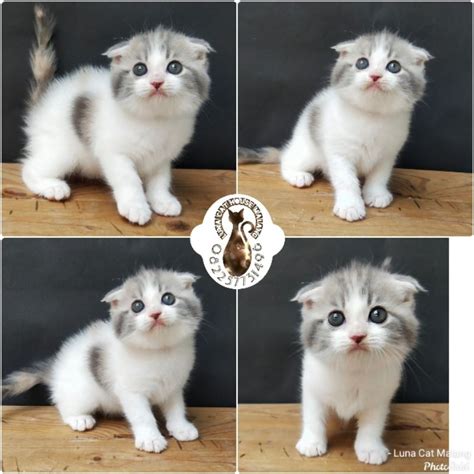 Sertifikat, penghargaan, tanda, atau dokumen yang dipajang di Selebgram 2017 cek harga kucing scottish 17 chip 50q higgs terbaru